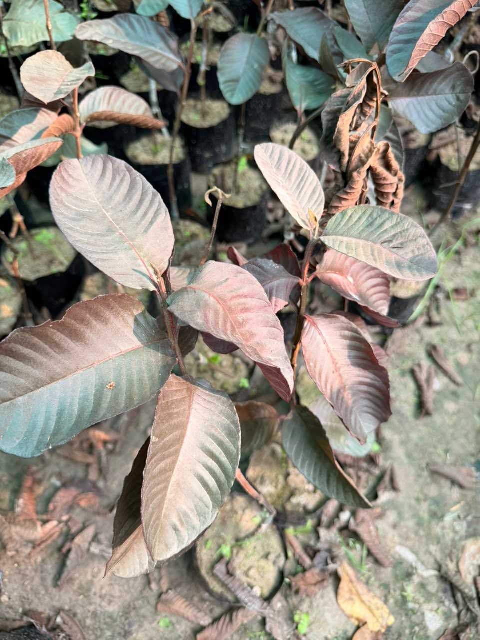 Red Daimond Guava