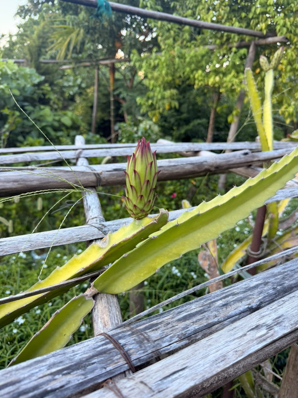 Dragon Fruits plants view 1