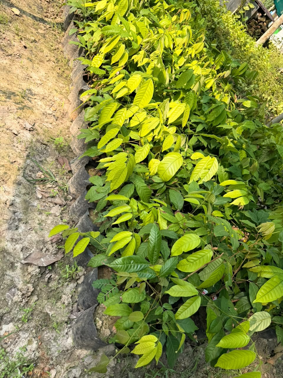 Grafted Rambutan Plants