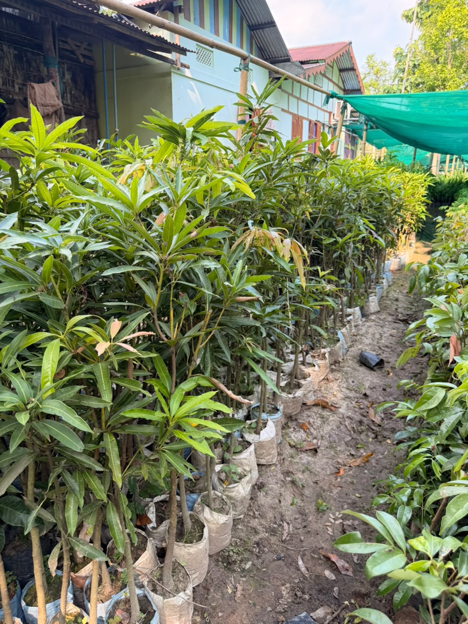 Miyazaki Mango view 1