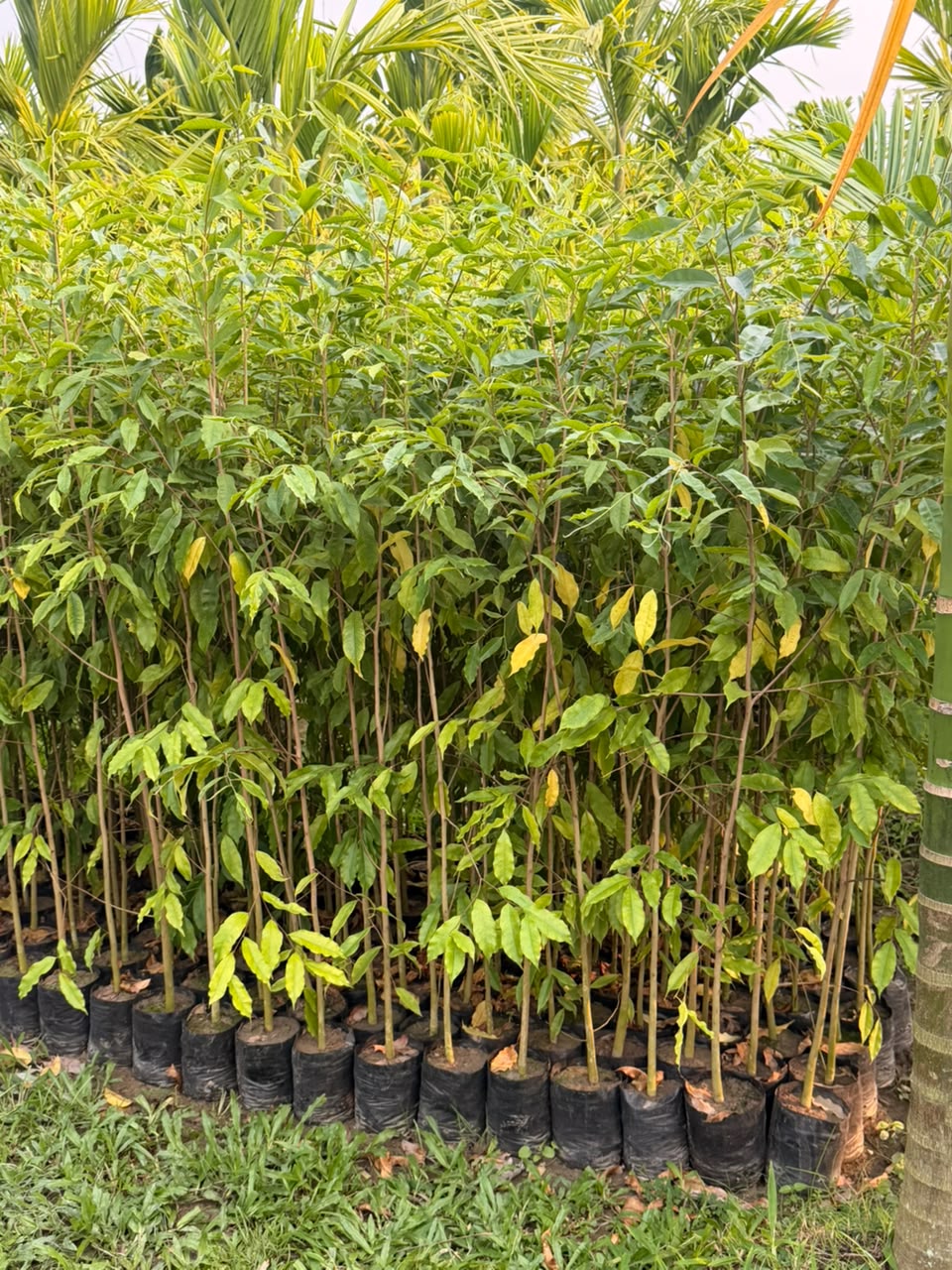Agarwood Plants (Aquilaria)