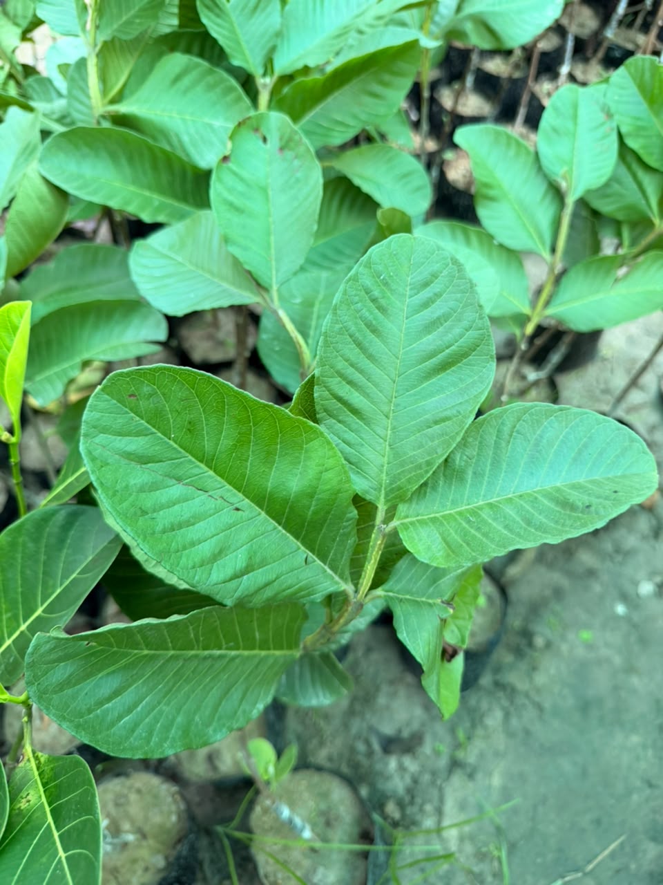 Guava L49