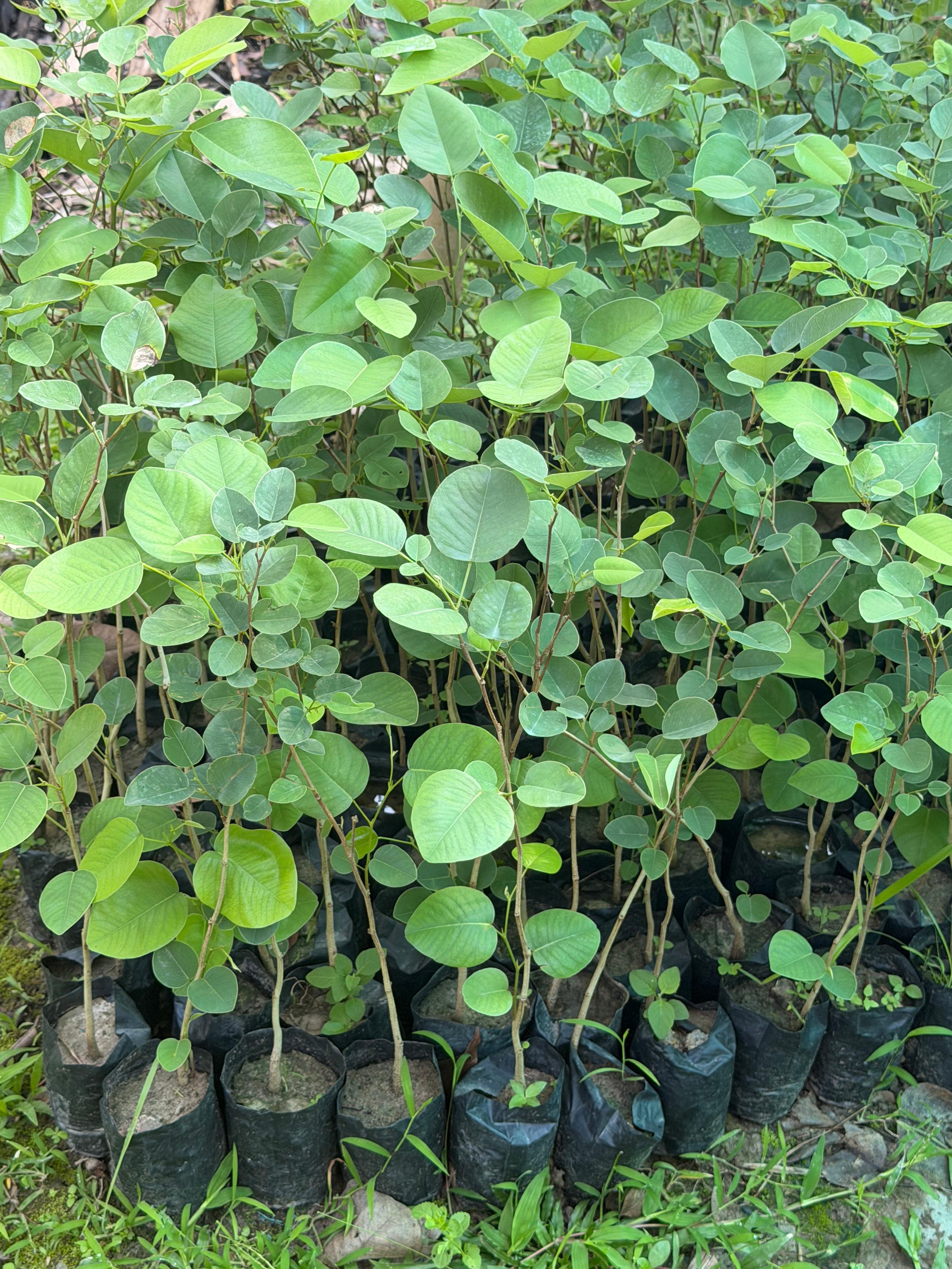 Red SandalWood Plants view 3