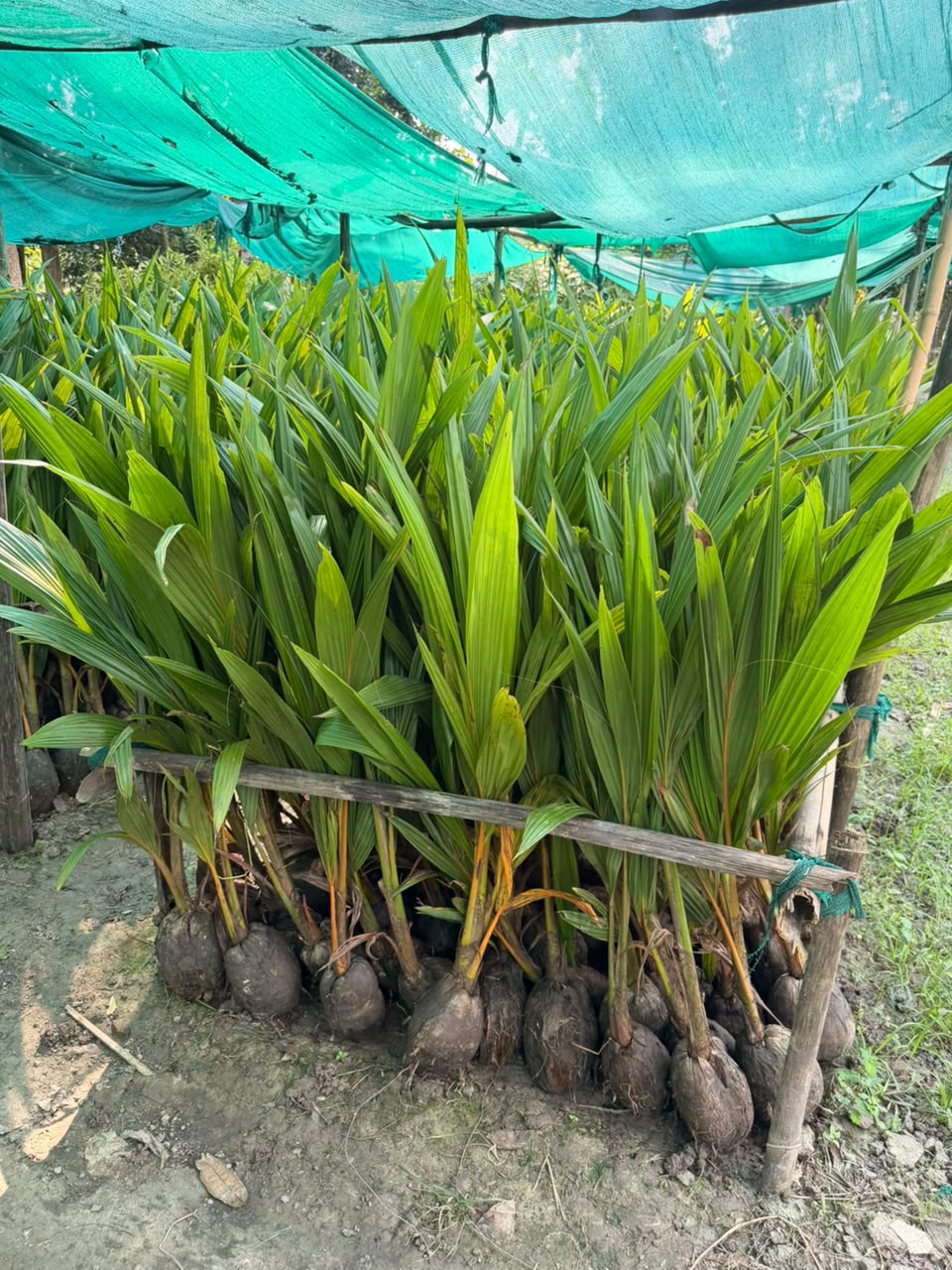 Hybrid Coconut Plants 