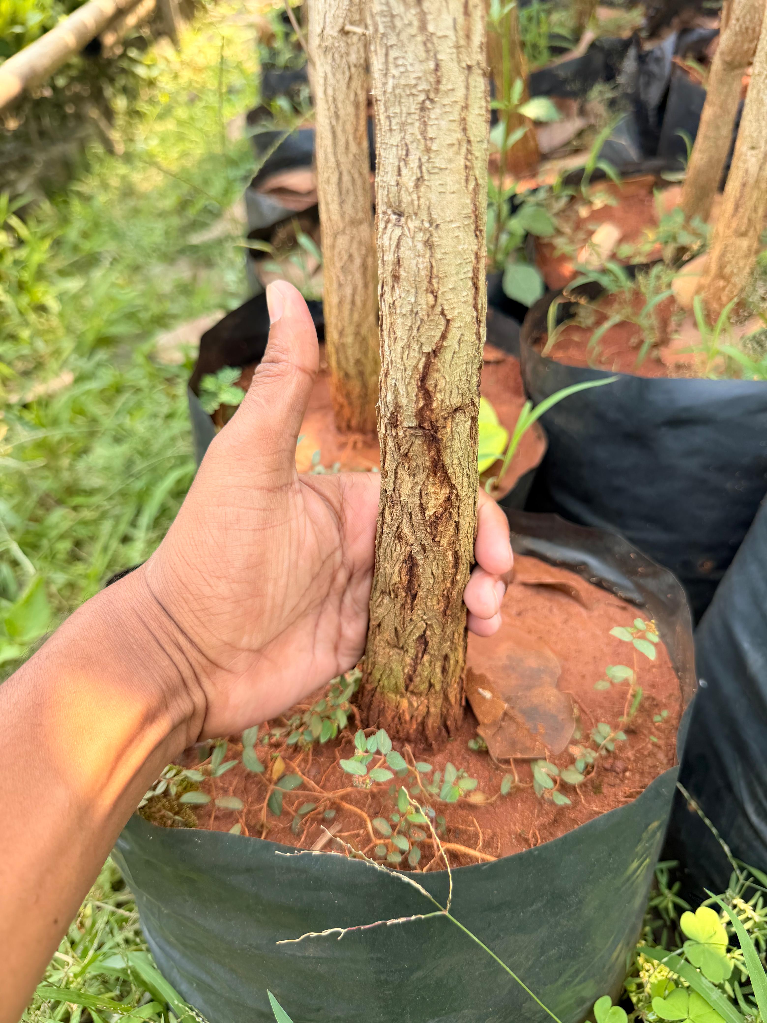 Red SandalWood Plants view 2
