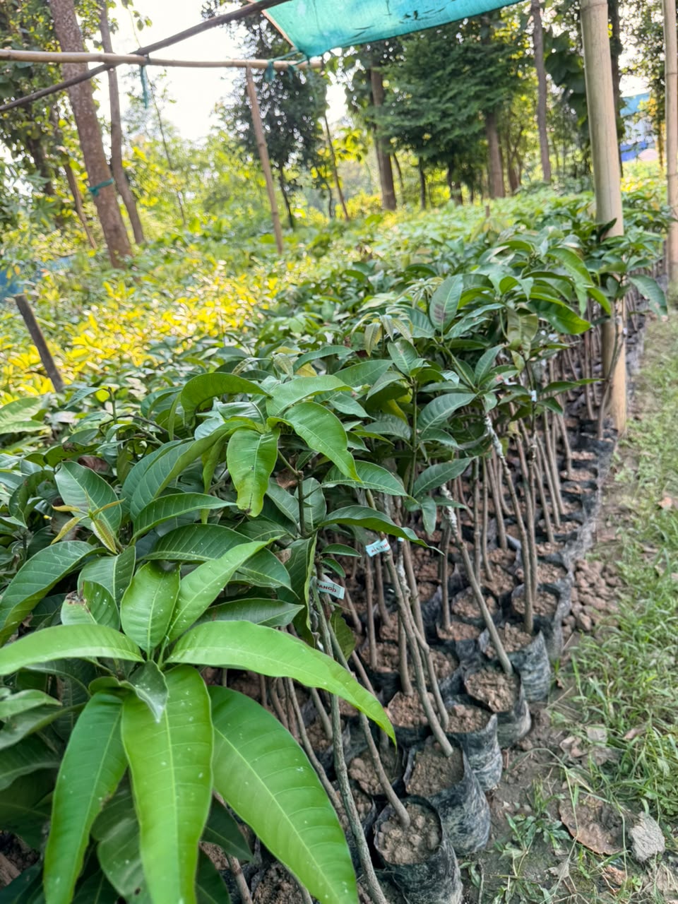 Alphonso Mango view 1