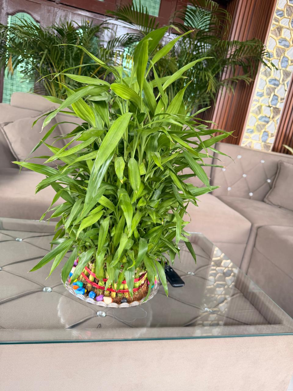 Lucky Bamboo view 3