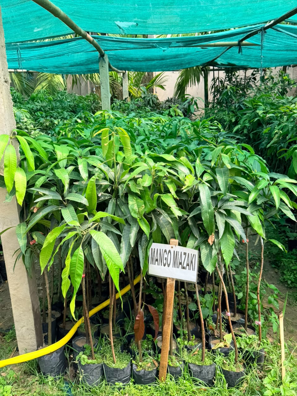 Miyazaki Mango view 1