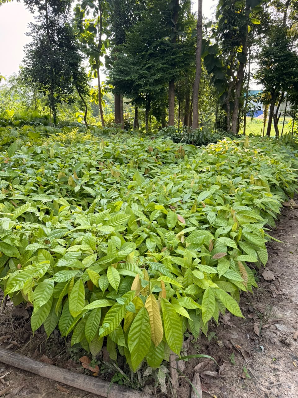 Cocoa Plants view 1