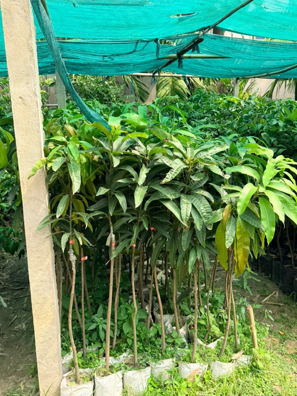 Miyazaki Mango