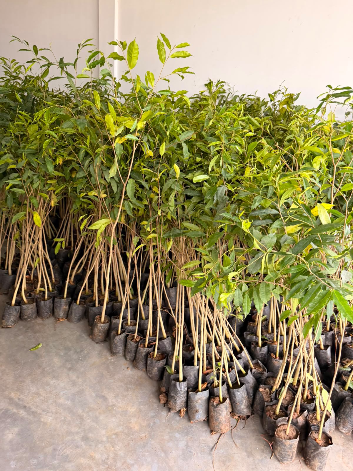Agarwood Plants (Aquilaria) view 2