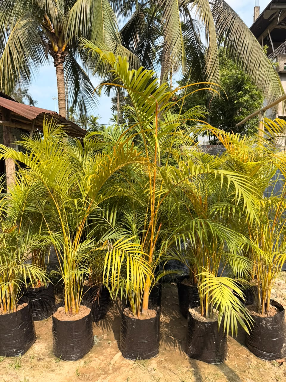 Areca Palm