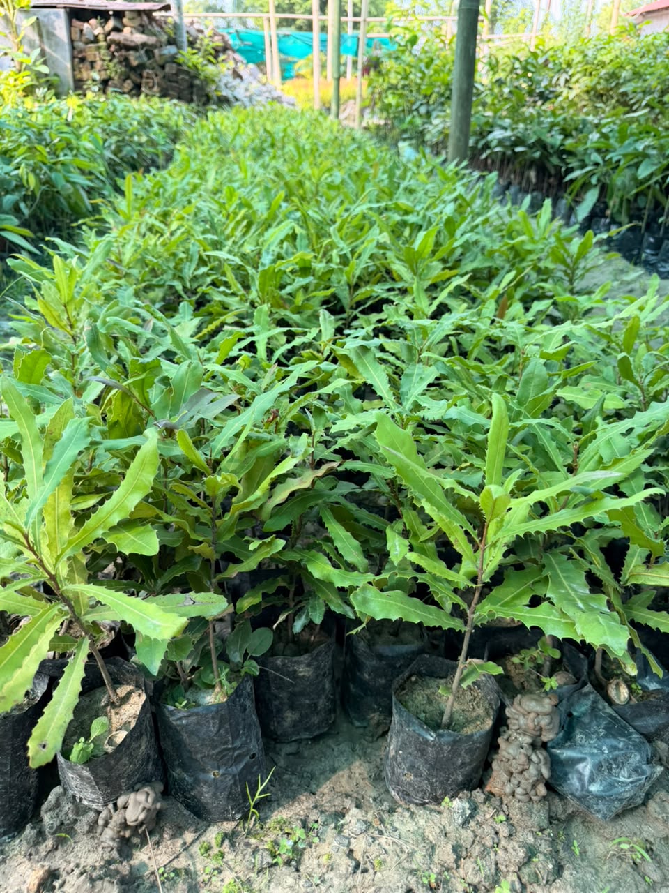 Seedling Macadamia Nut Plants view 1