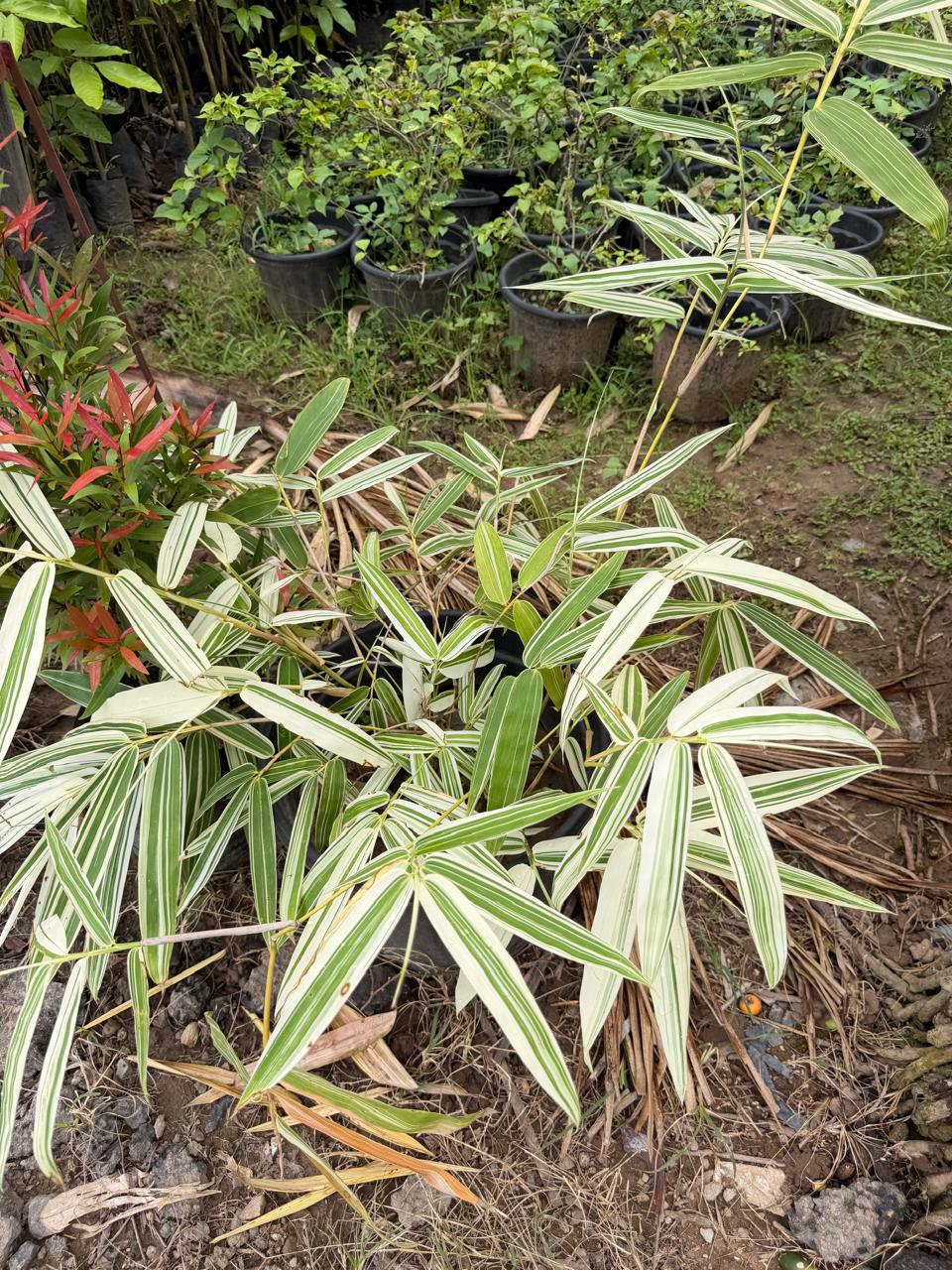 White Veriegated Bamboo view 1