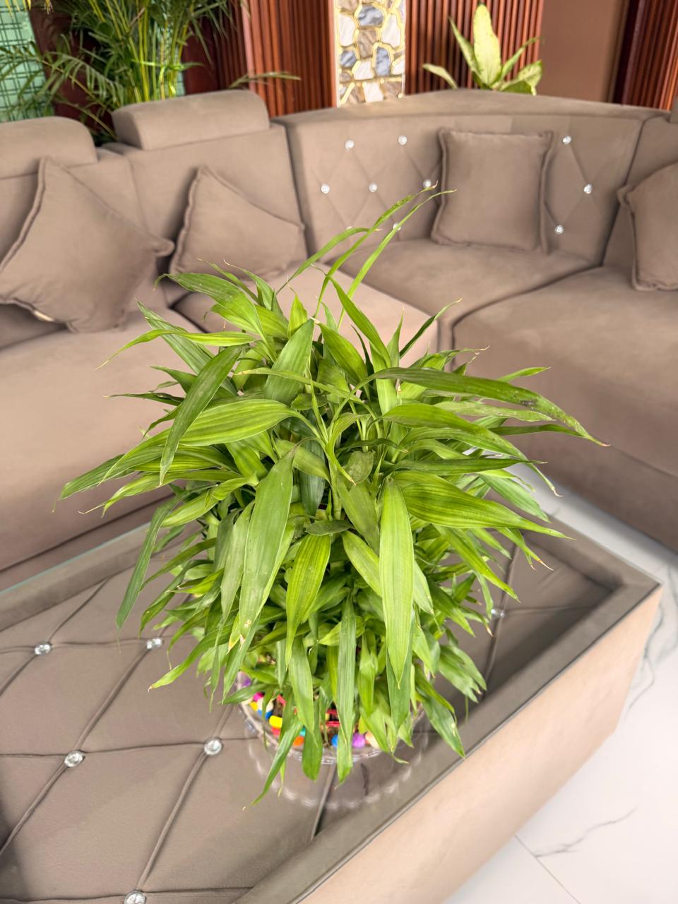 Lucky Bamboo