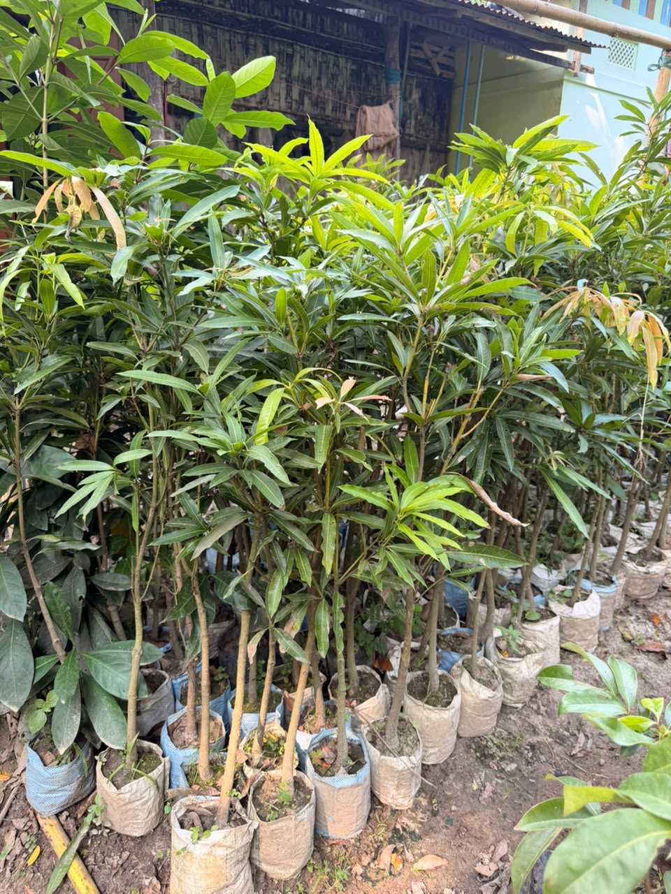 Miyazaki Mango view 2