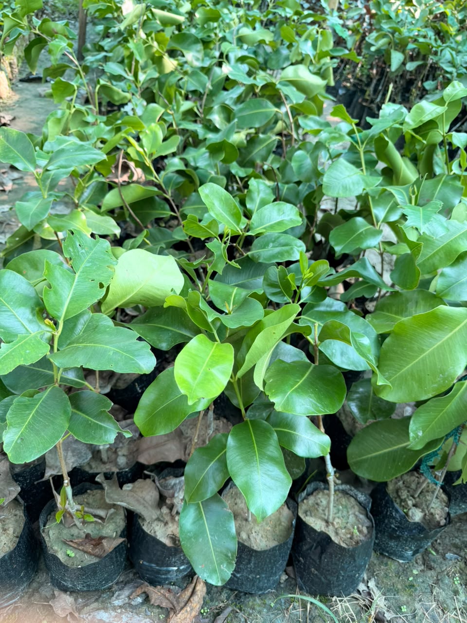 10 KG Jamun view 1