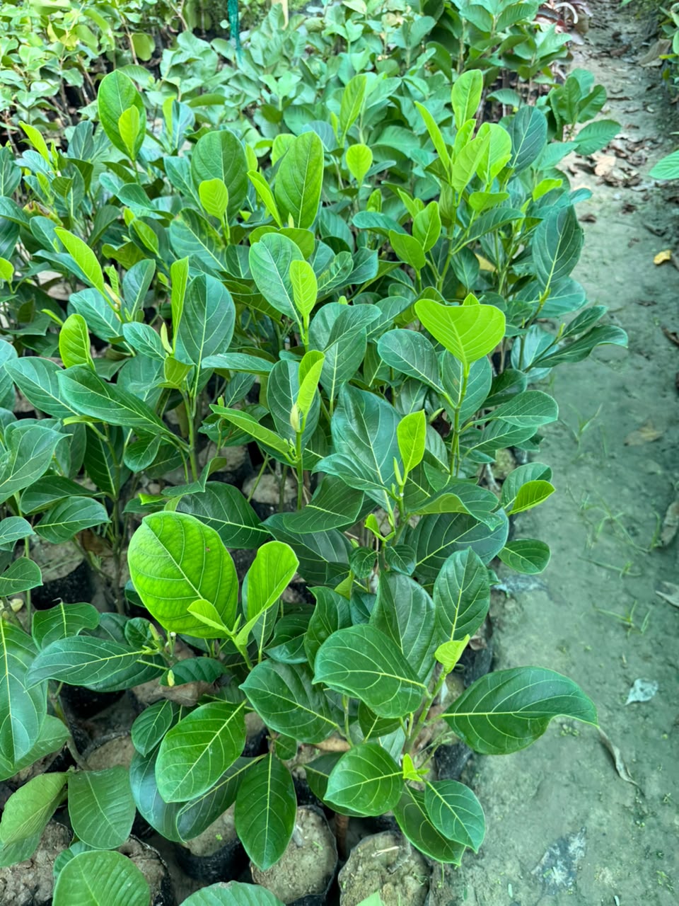 Grafted Jackfruit
