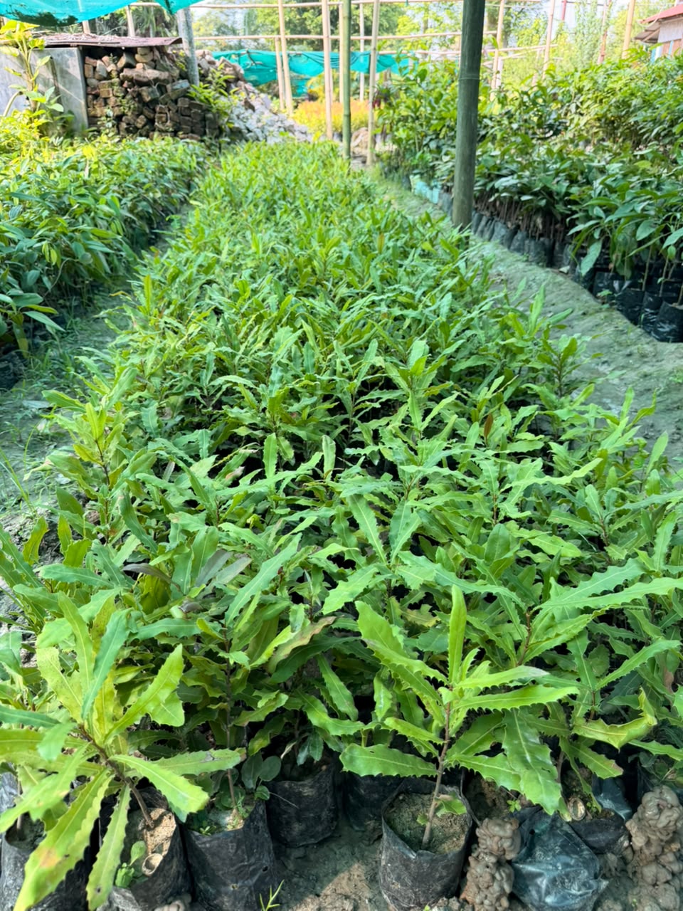 Seedling Macadamia Nut Plants view 2