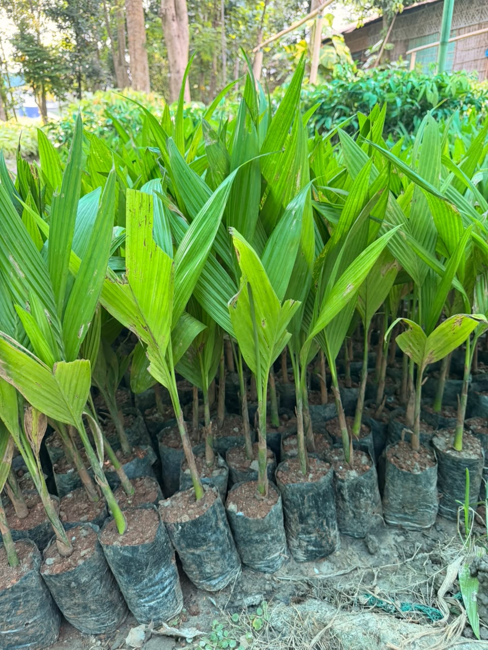 Hybrid Supari/Betel nut 