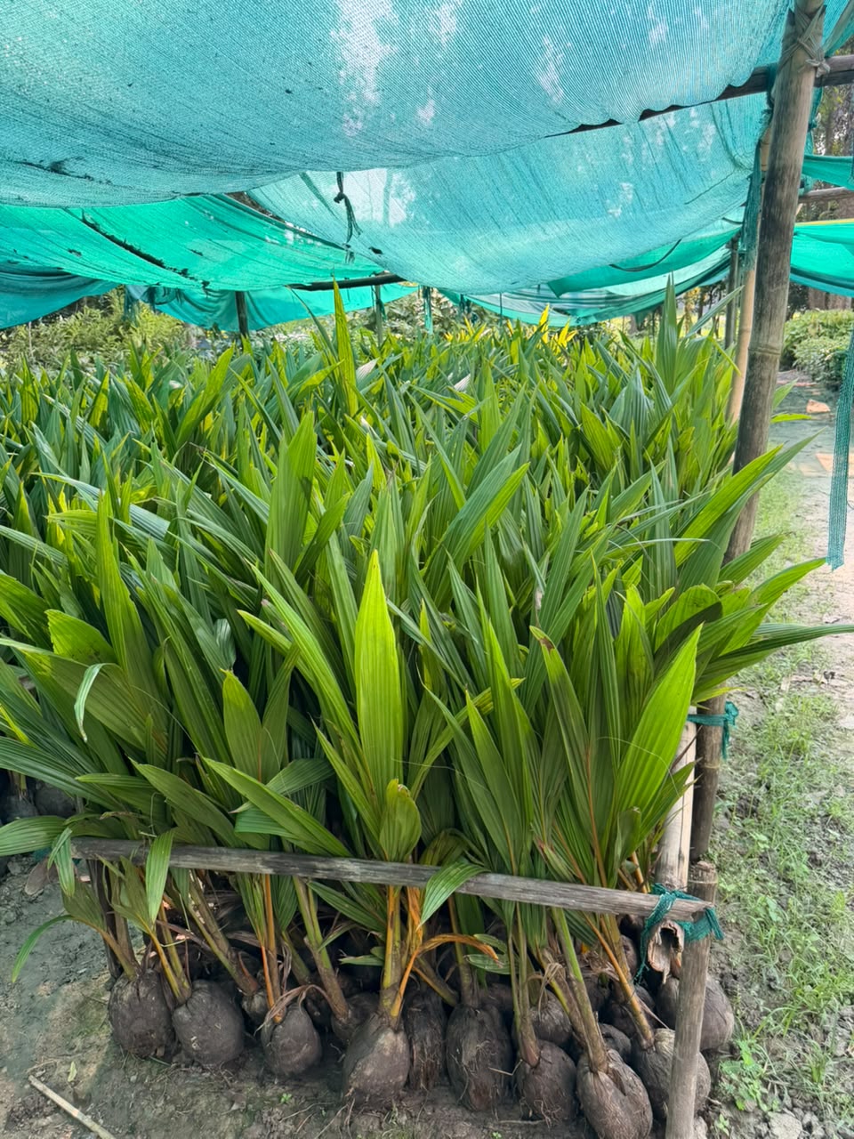 Hybrid Coconut Plants view 1