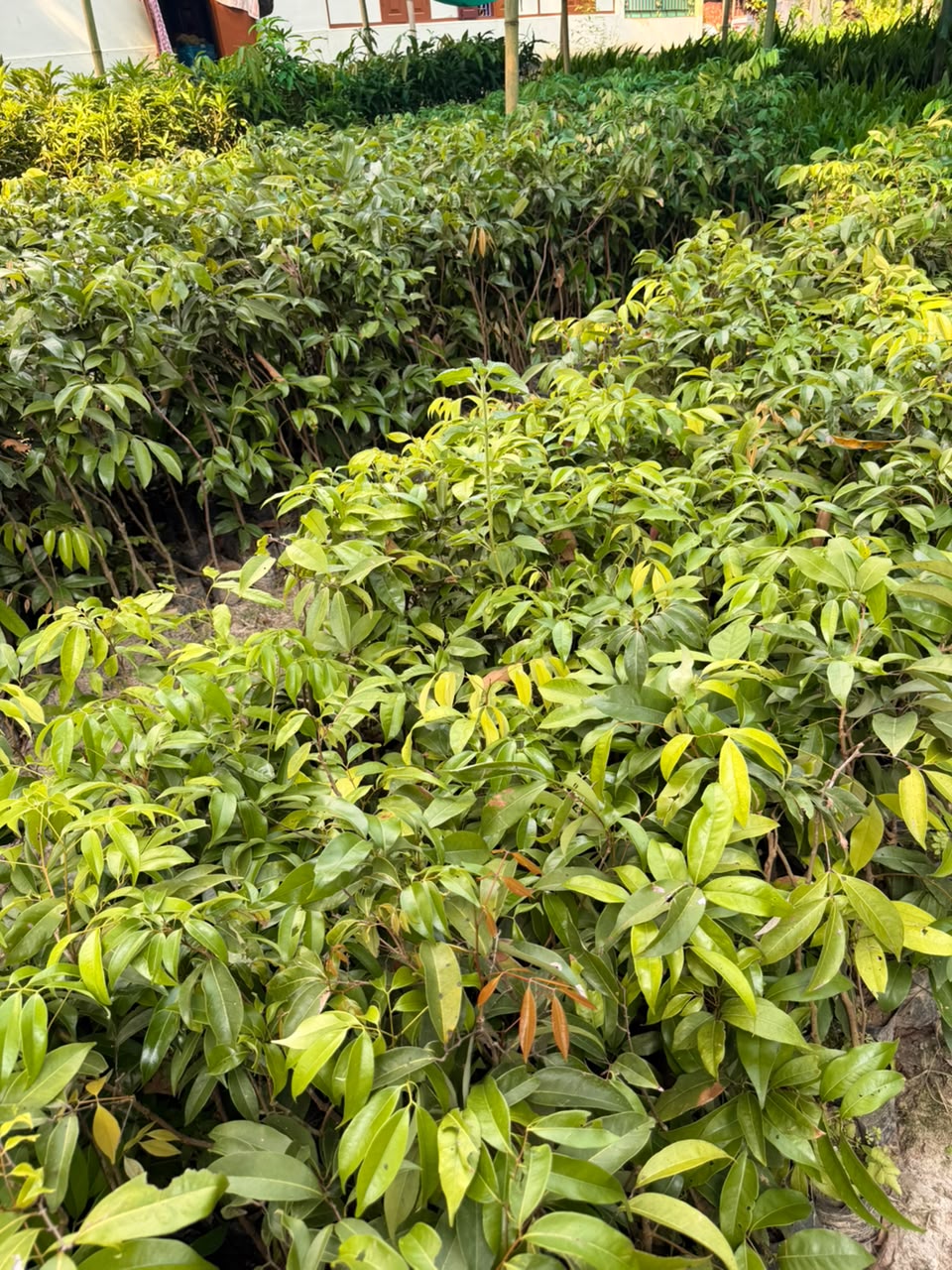 Grafted Litchi view 2
