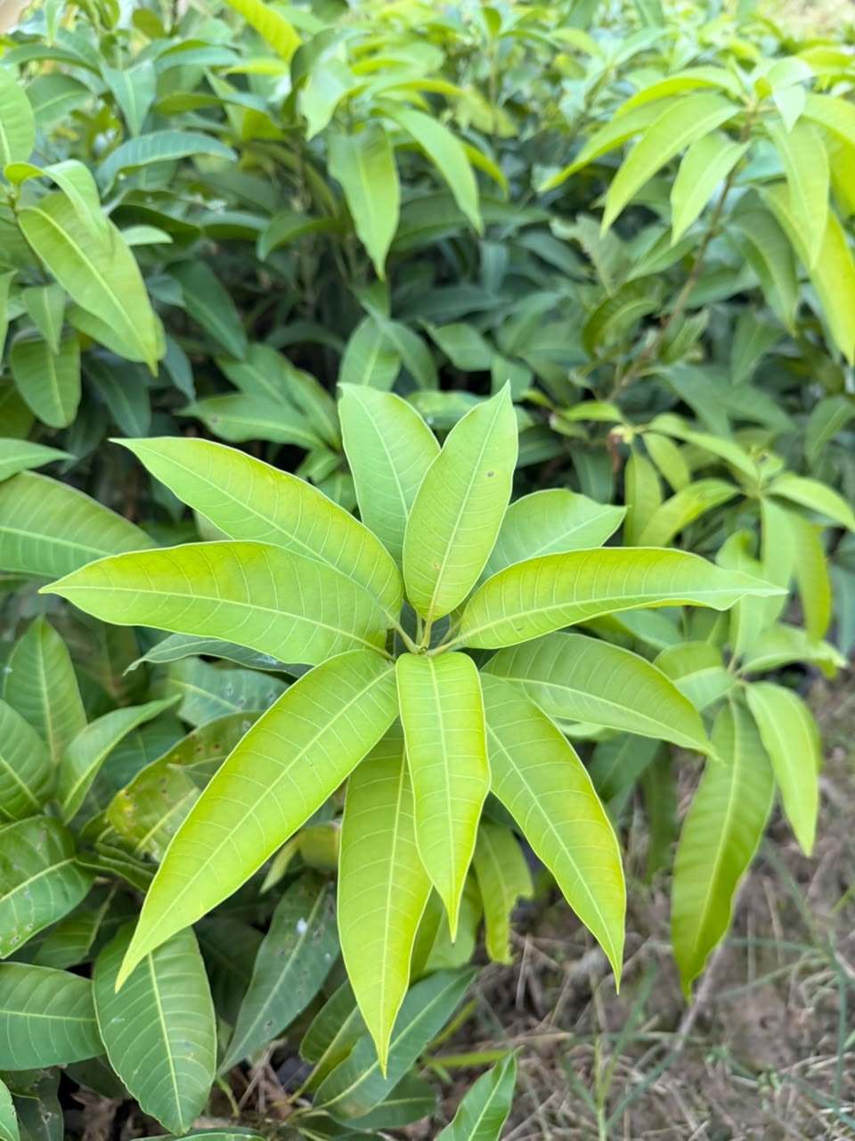 All Time Mango Plants 