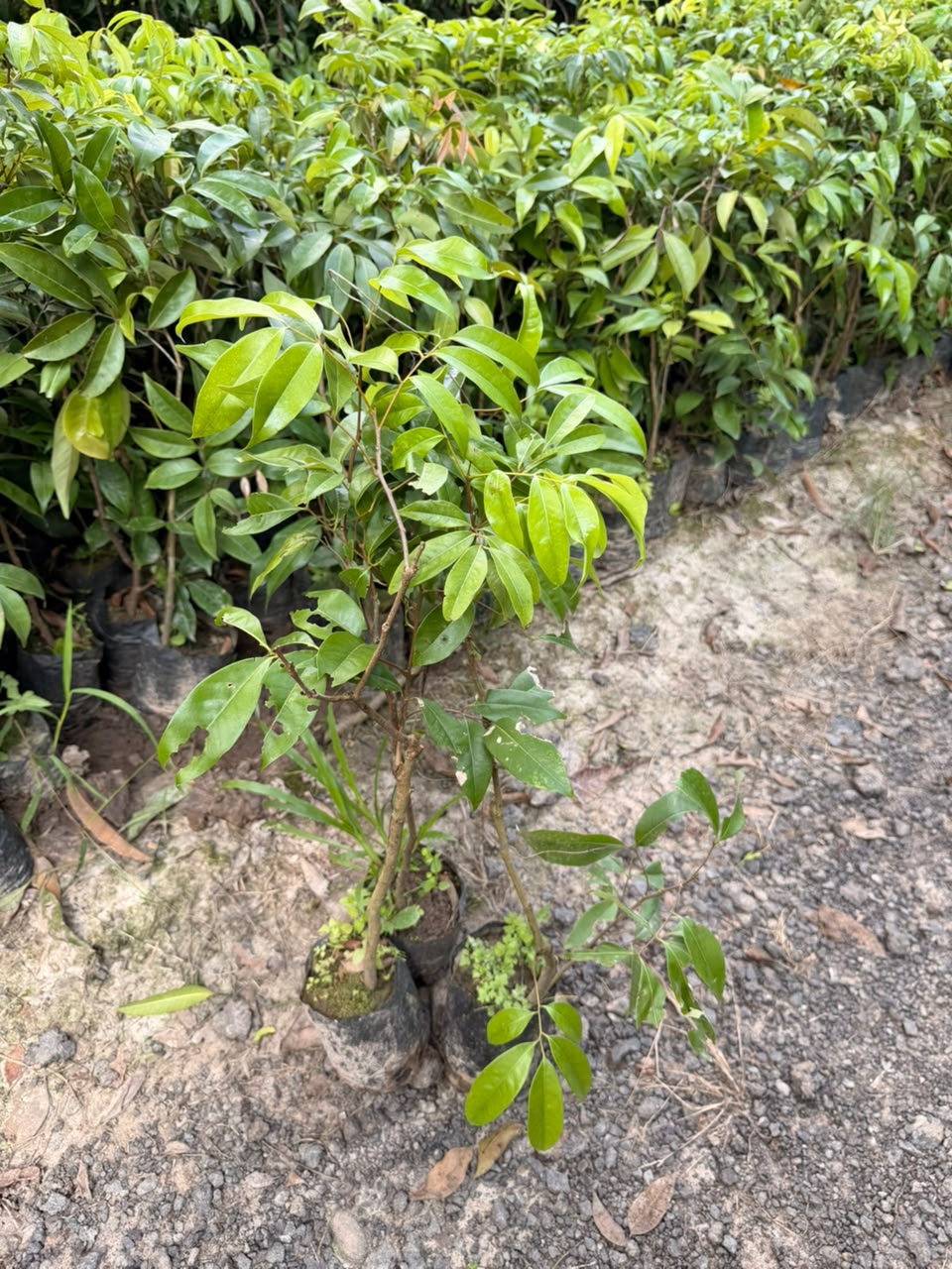 Grafted Jackfruit view 1