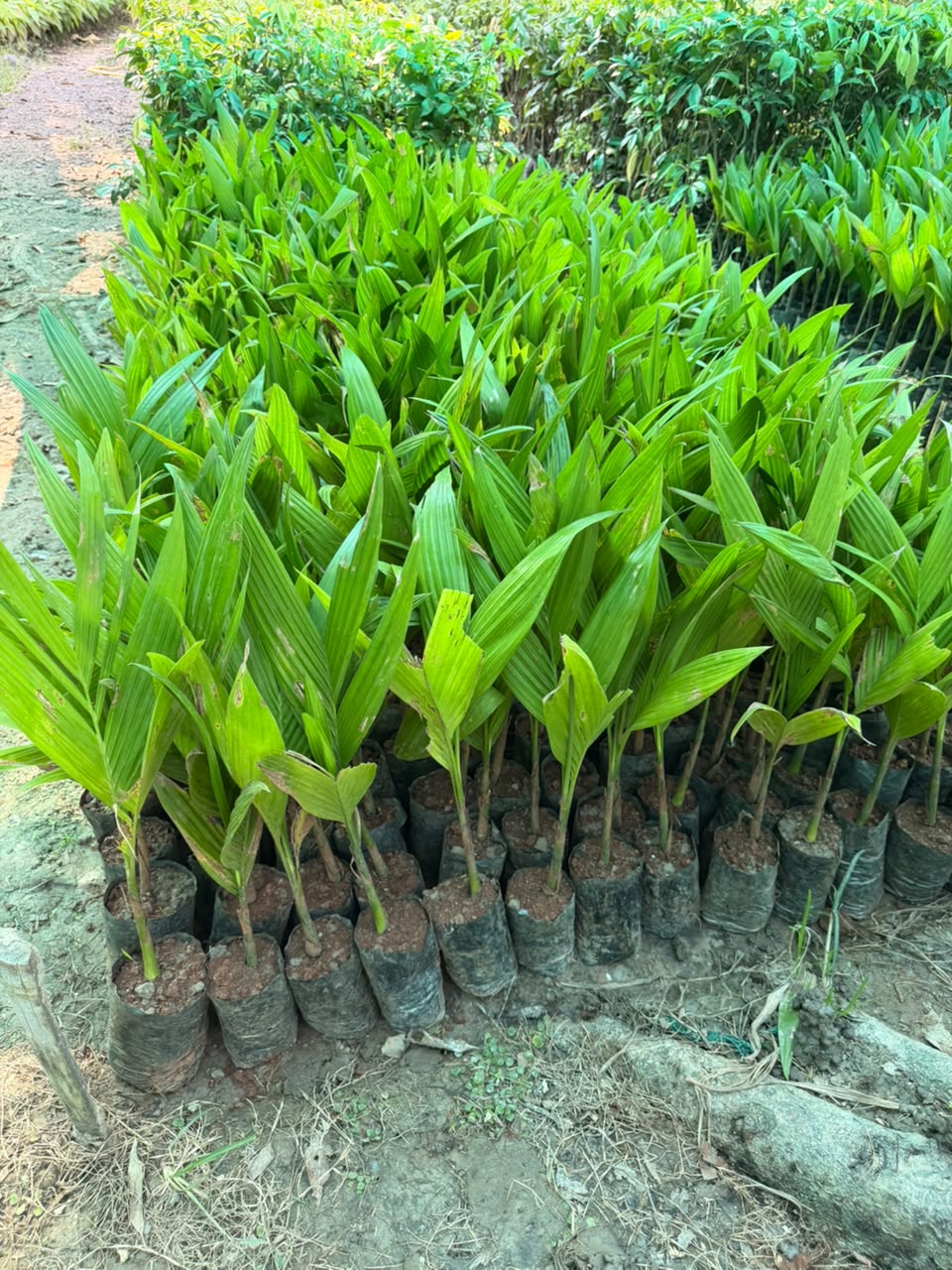 Hybrid Supari/Betel nut view 1