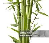 bamboo