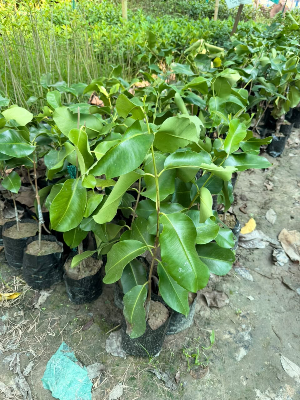 10 KG Jamun