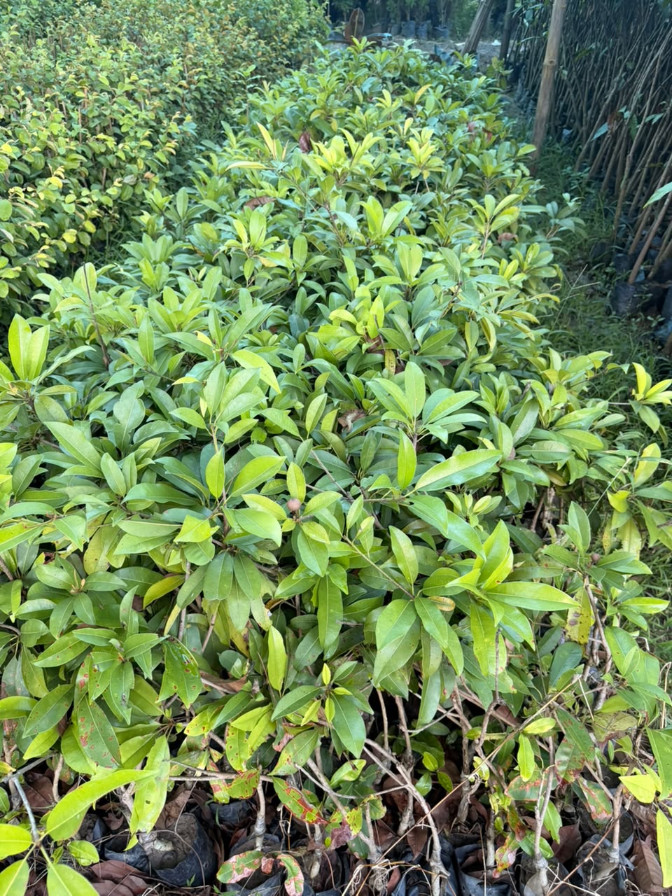 Grafted Chiku Plants 