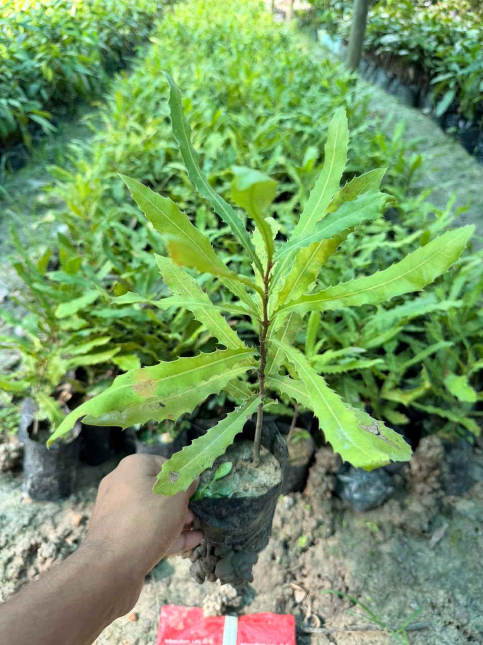 Seedling Macadamia Nut Plants