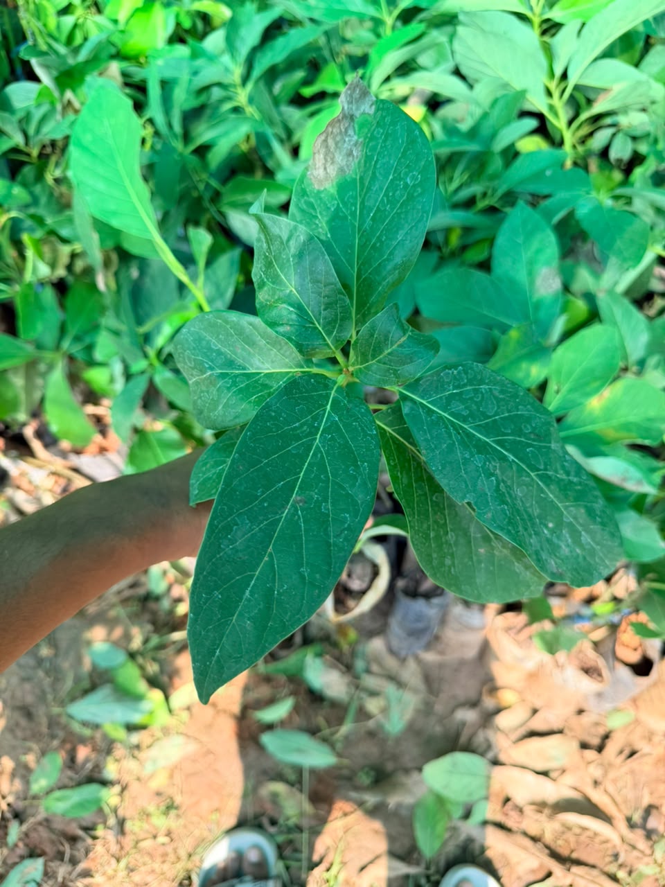 Grafted Avacado Plants