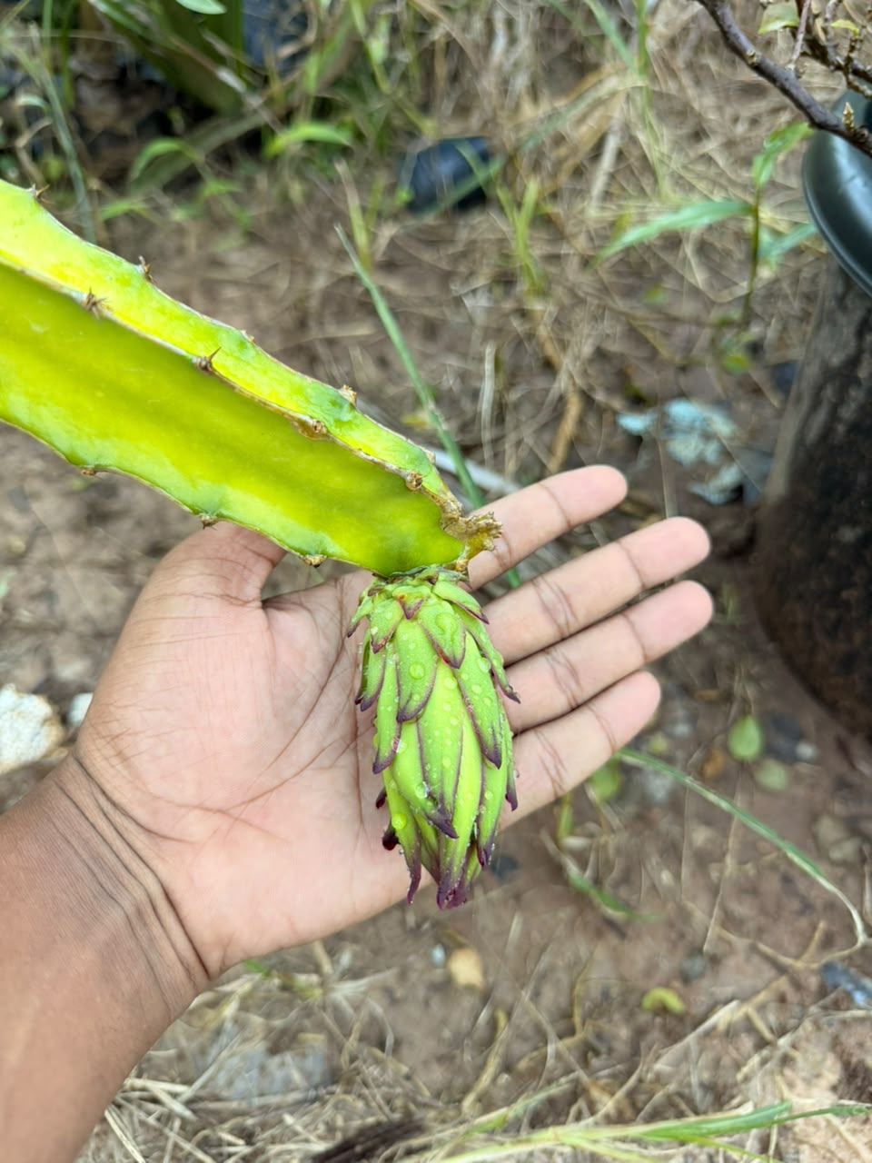 Dragon Fruits plants view 2
