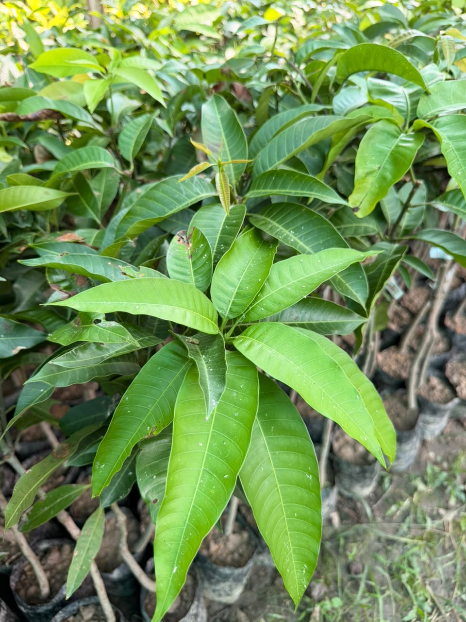 Alphonso Mango