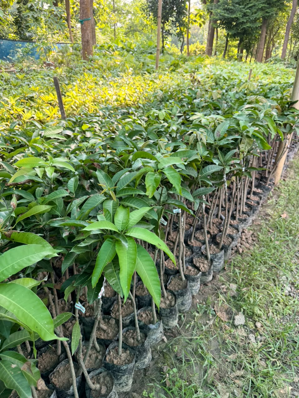 Alphonso Mango view 2