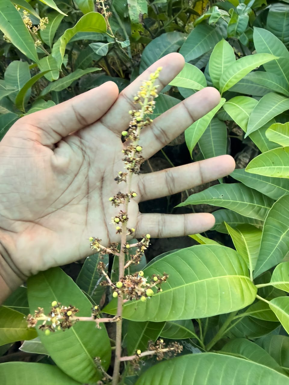 All Time Mango Plants view 2