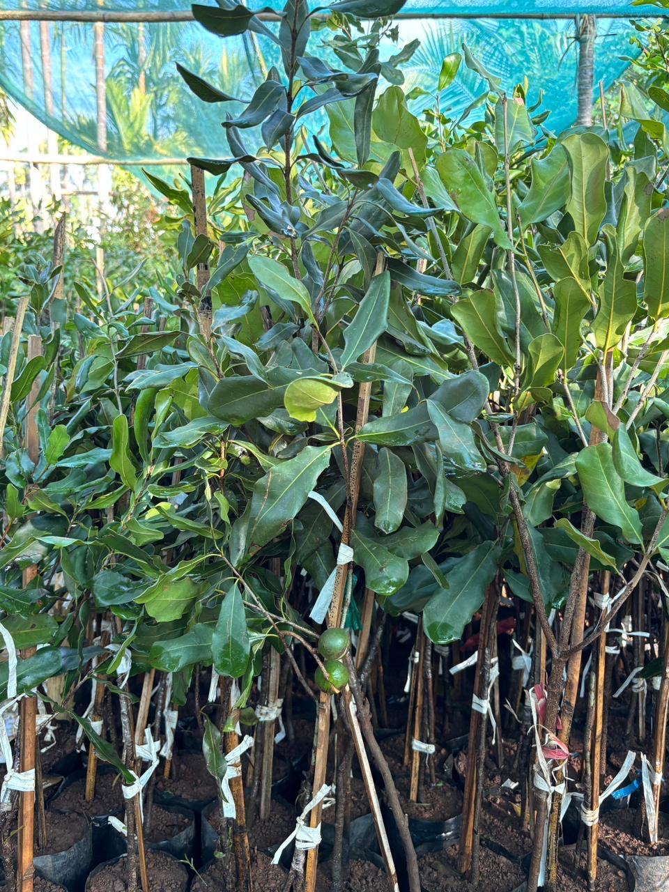 Grafted Macadamia Nut Plants