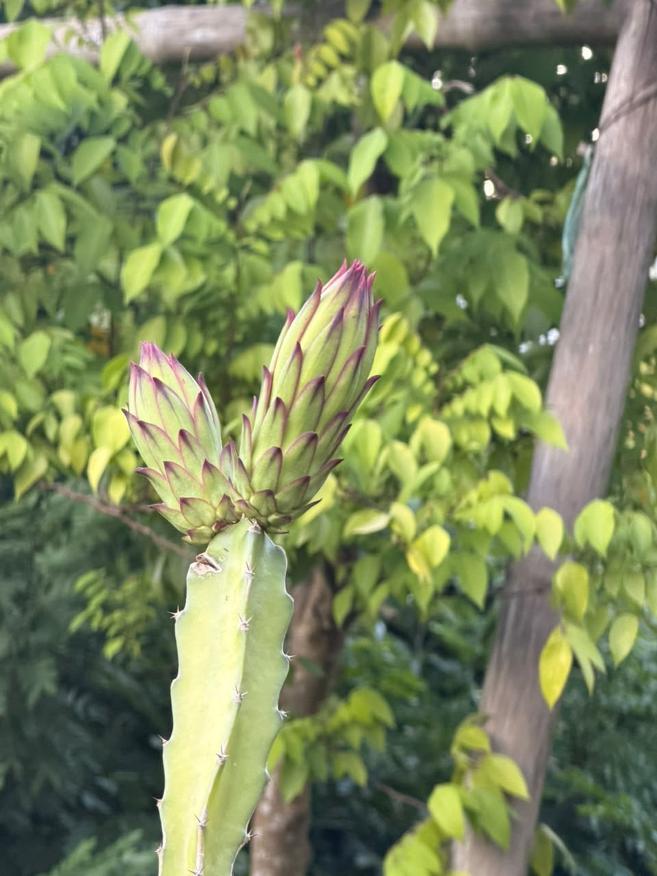 Dragon Fruits plants view 3