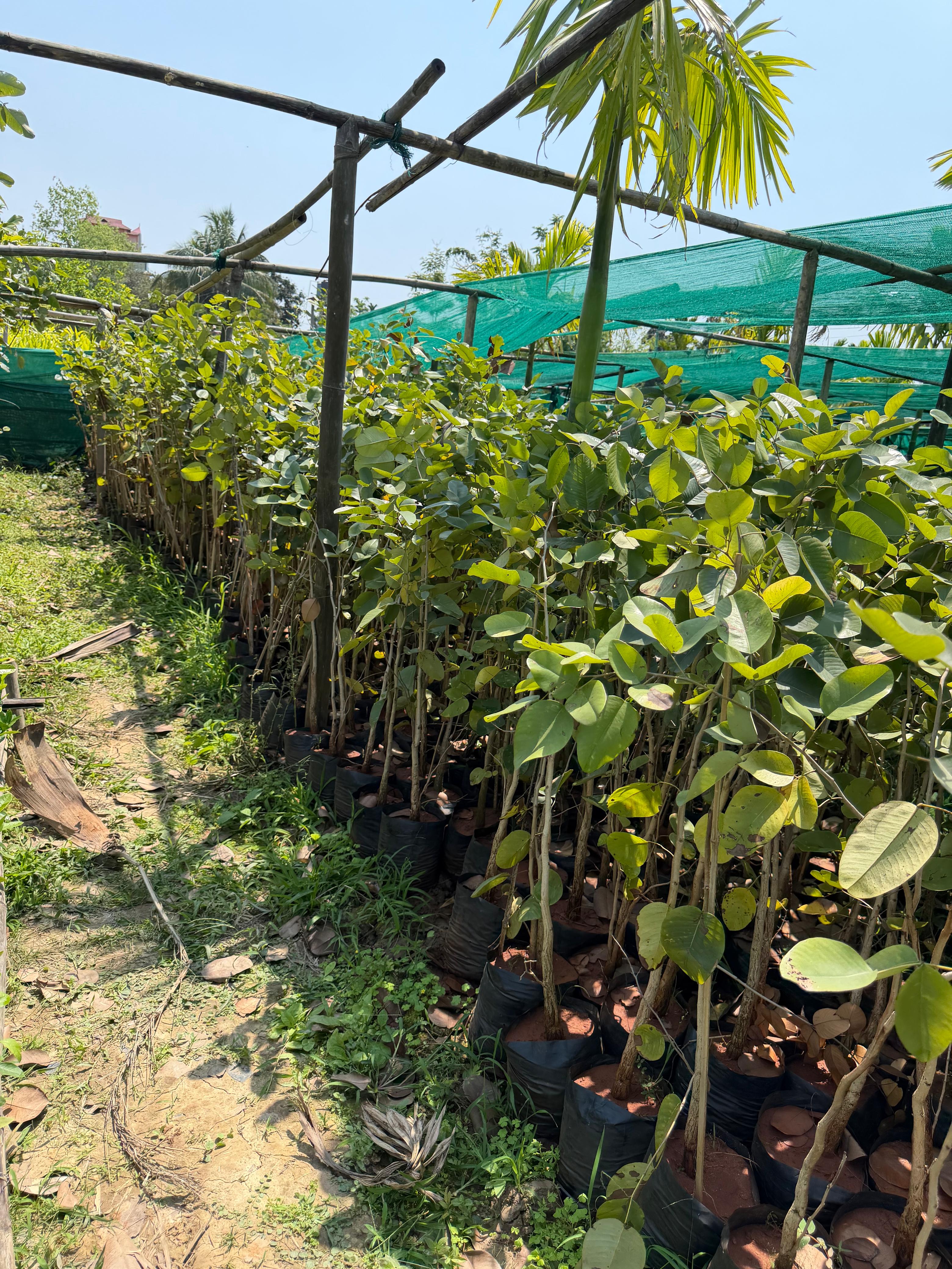 Red SandalWood Plants view 1