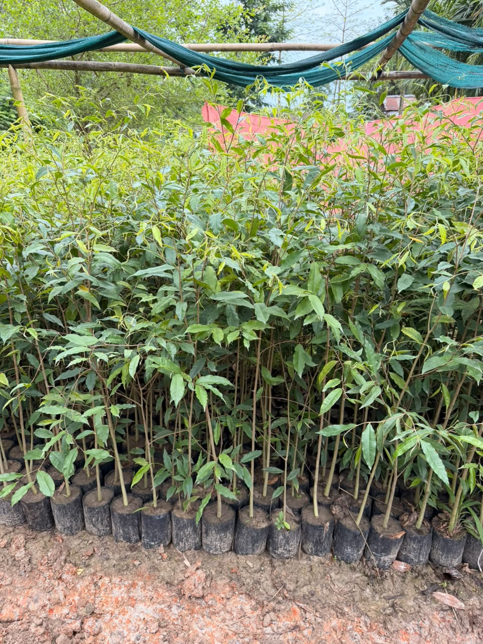 Agarwood Plants (Aquilaria) view 1