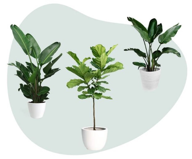 House shape plant collection
