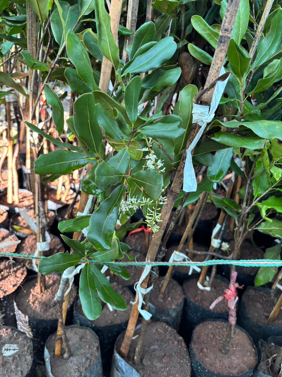 Grafted Macadamia Nut Plants view 1