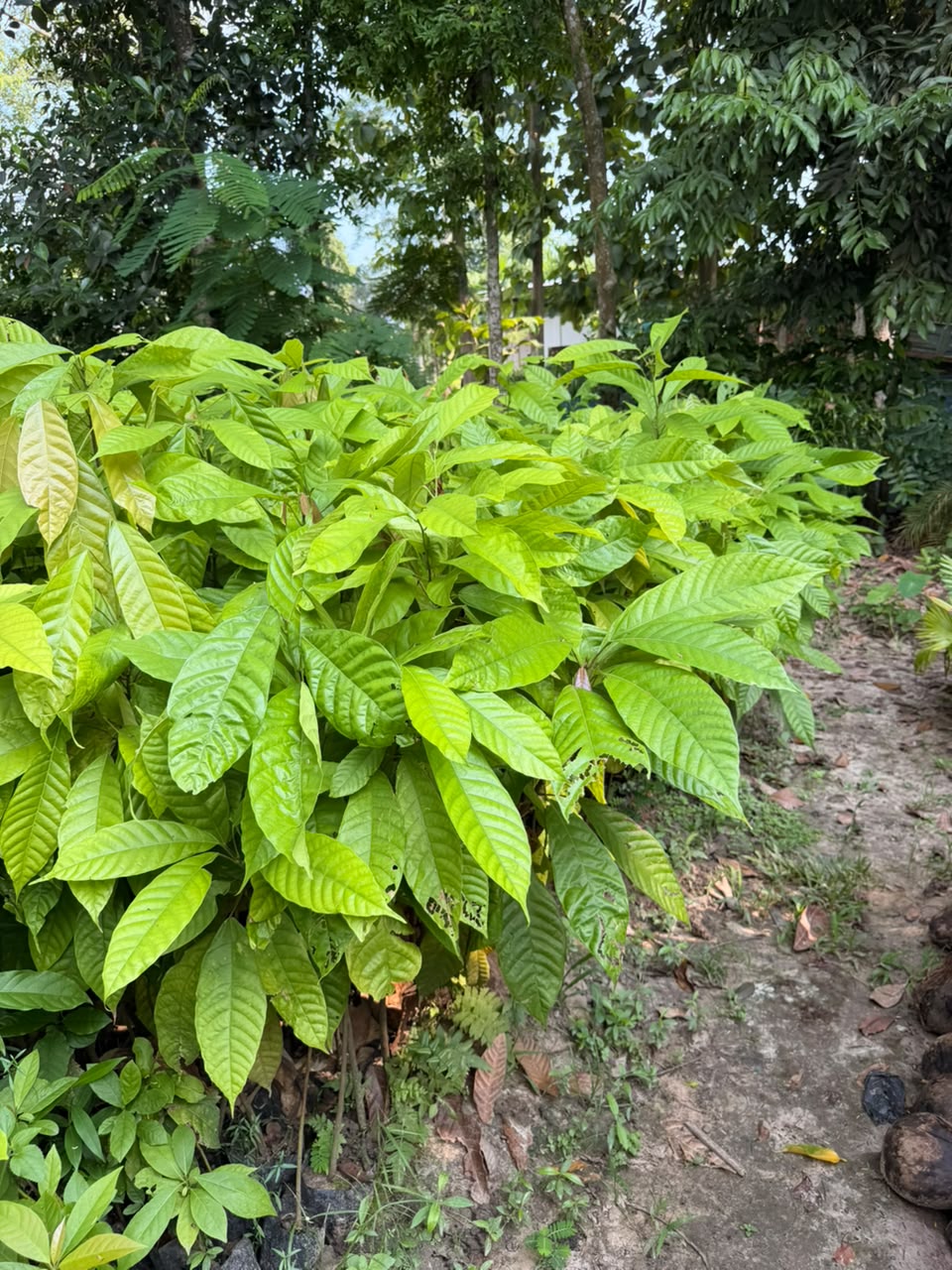 Cocoa Plants