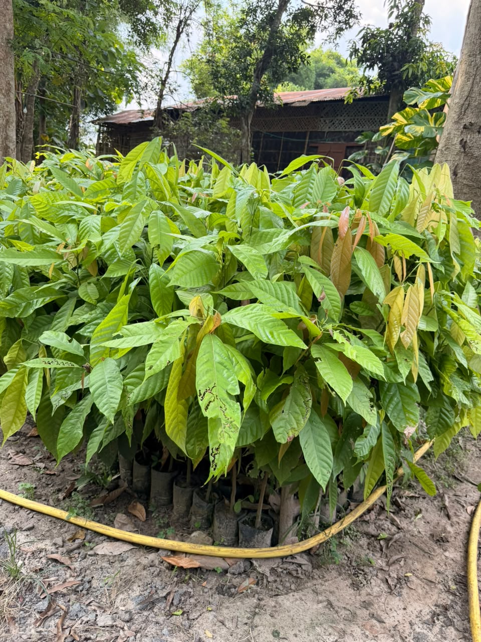 Cocoa Plants view 2