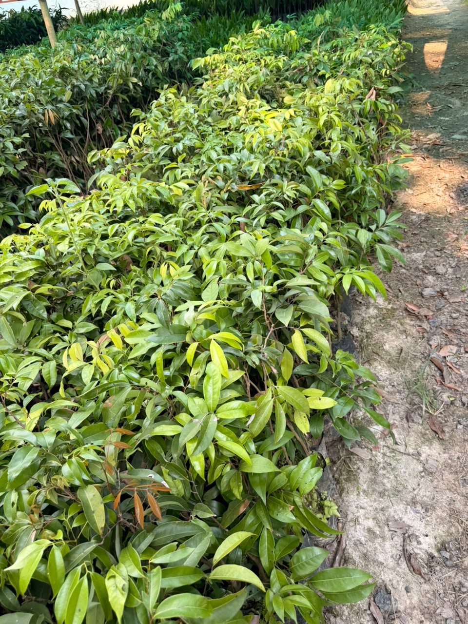 Grafted Litchi view 1