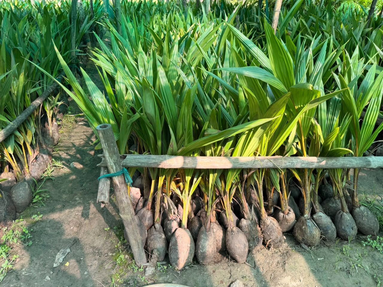 Hybrid Coconut Plants view 2