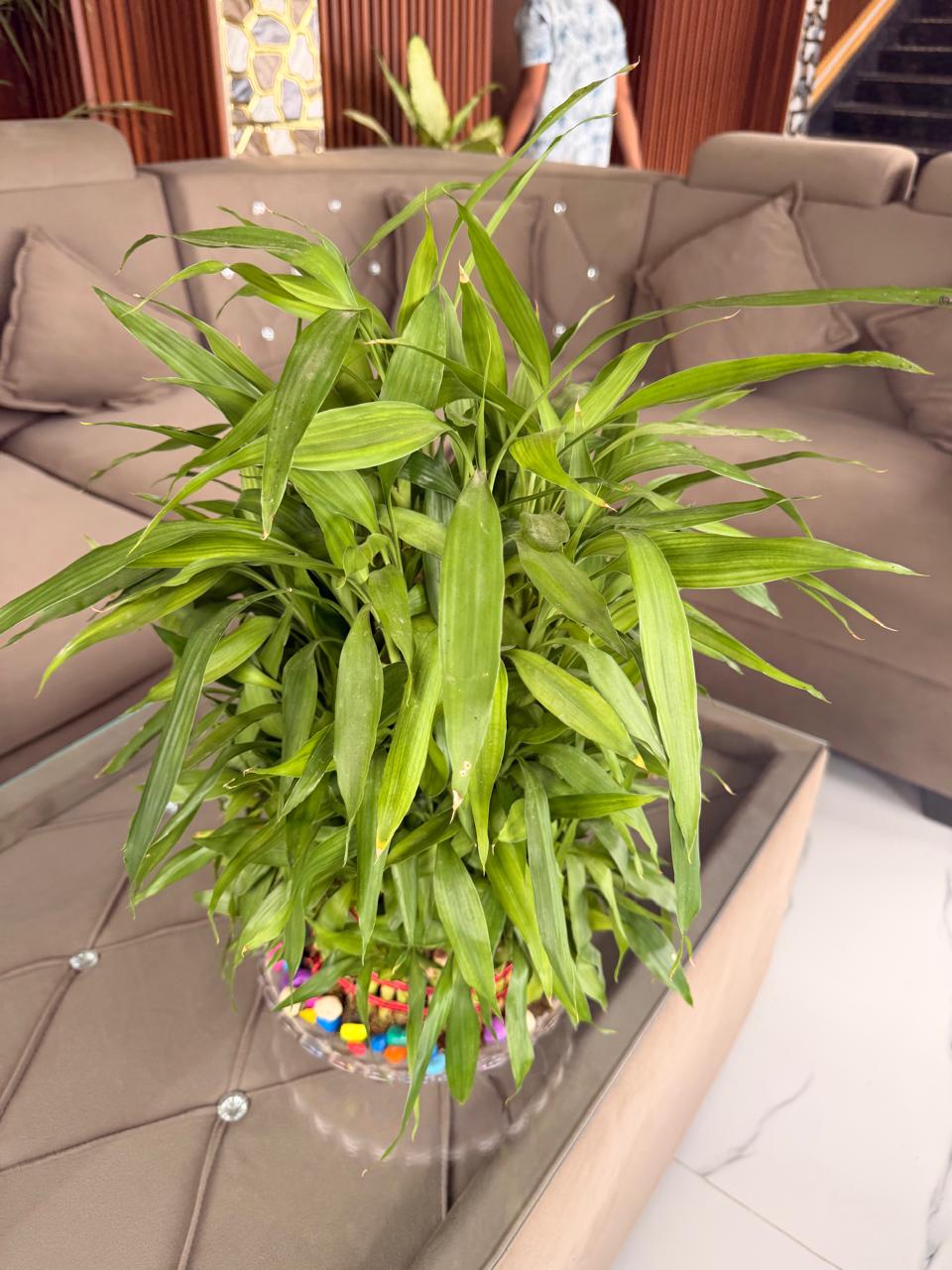 Lucky Bamboo view 1