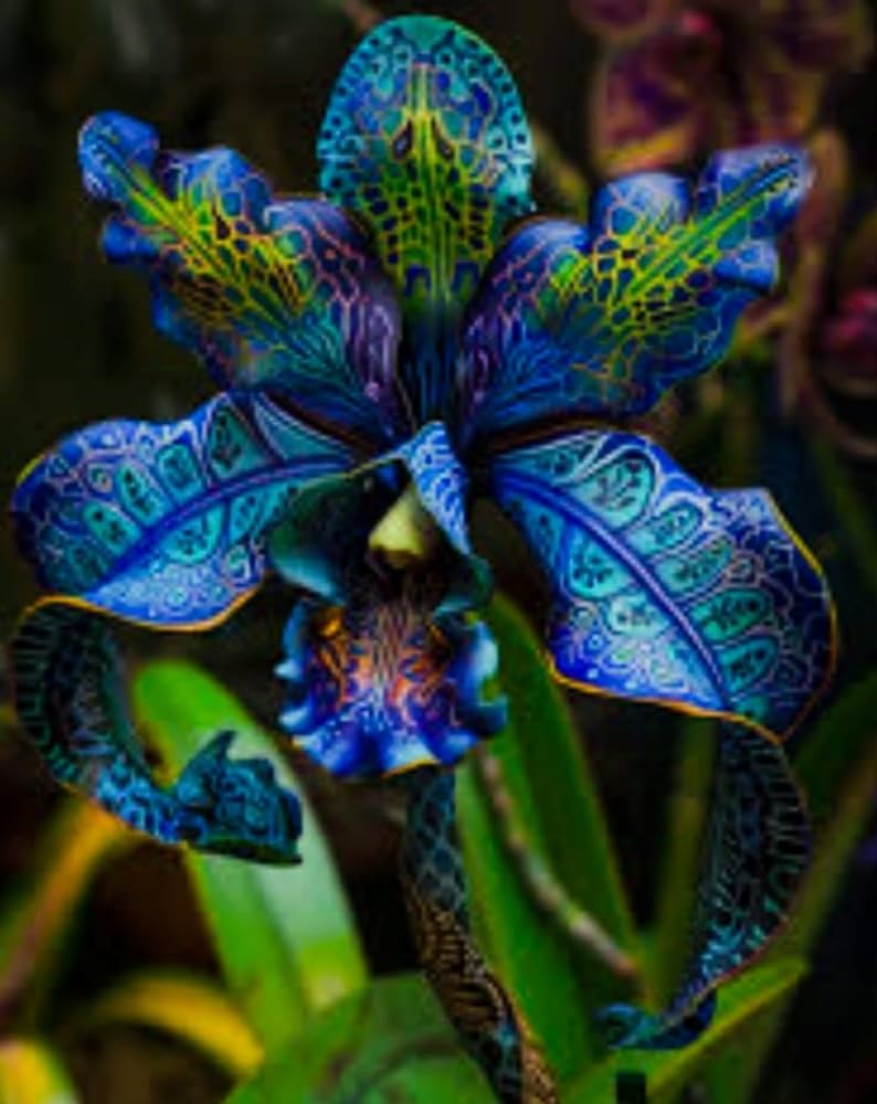 Dendrobrium Orchid view 1
